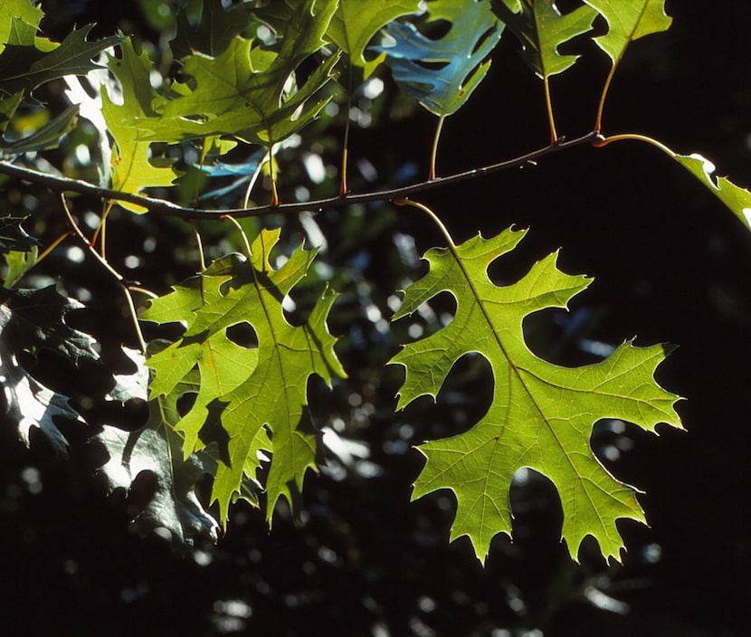 Red oaks are beautiful, but beware of crossbred trees.