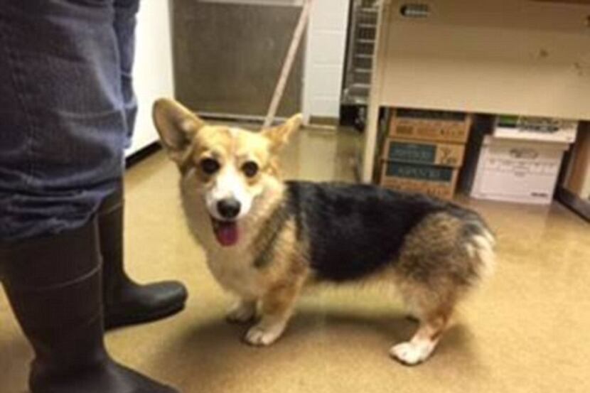  A Pembroke Welsh corgi was headed from Seattle to her new owner in Mississippi when she...