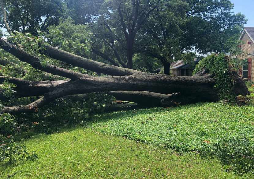 A large tree,  brought down by high winds, sits on Willow Ridge Road near Midway and Forest...