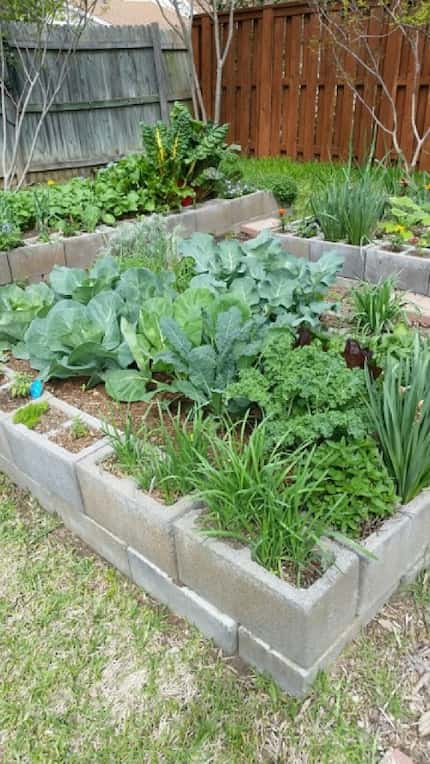 Organic raised bed garden in Dallas on cinder blocks
