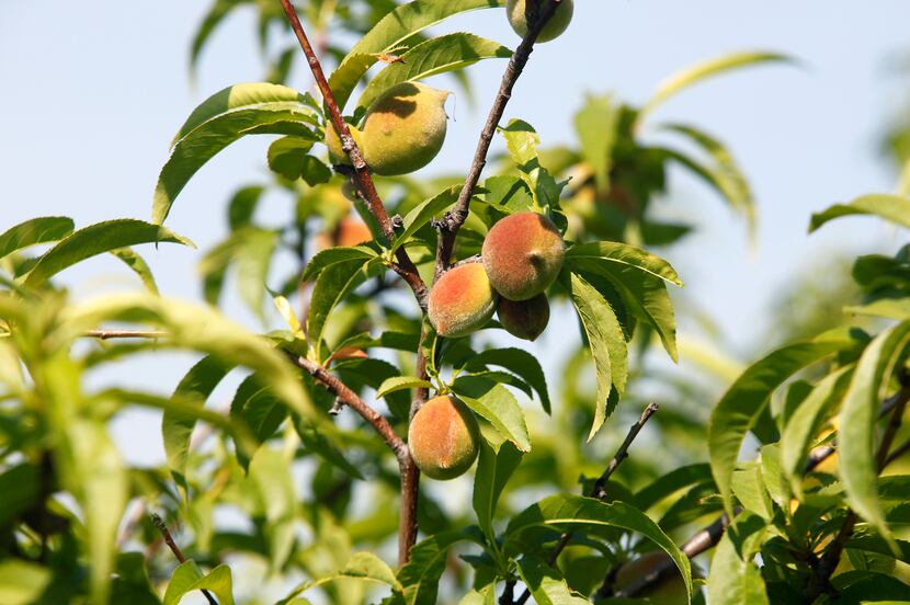A peach tree starting to bear fruit at Martha's Iris Garden in Anna.