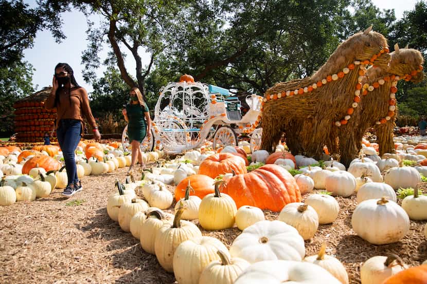 El festival de otoño “The Art of the Pumpkin”, (el arte de la calabaza) estará en el Dallas...