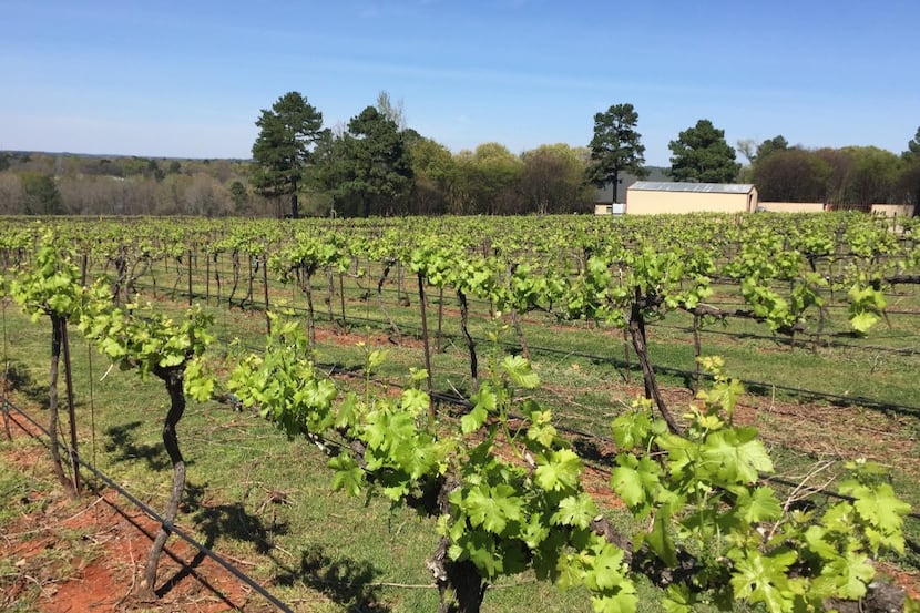 Images of vineyards at Kiepersol Estate Vineyard and Winery, Tyler  TXWINEBB