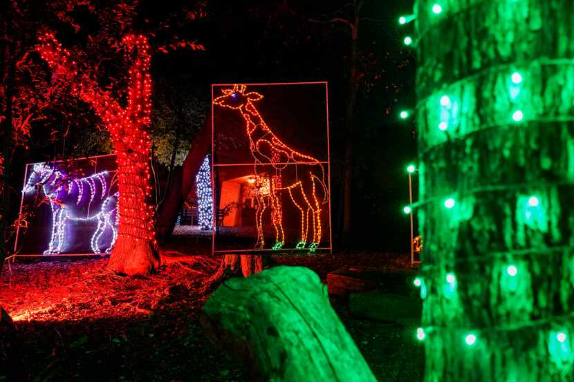 Light displays in the shape of giraffes and zebras are seen along the side of the route...