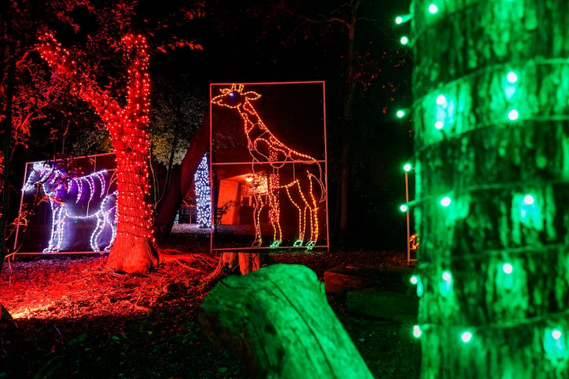 Light displays in the shape of giraffes and zebras are seen along the side of the route...