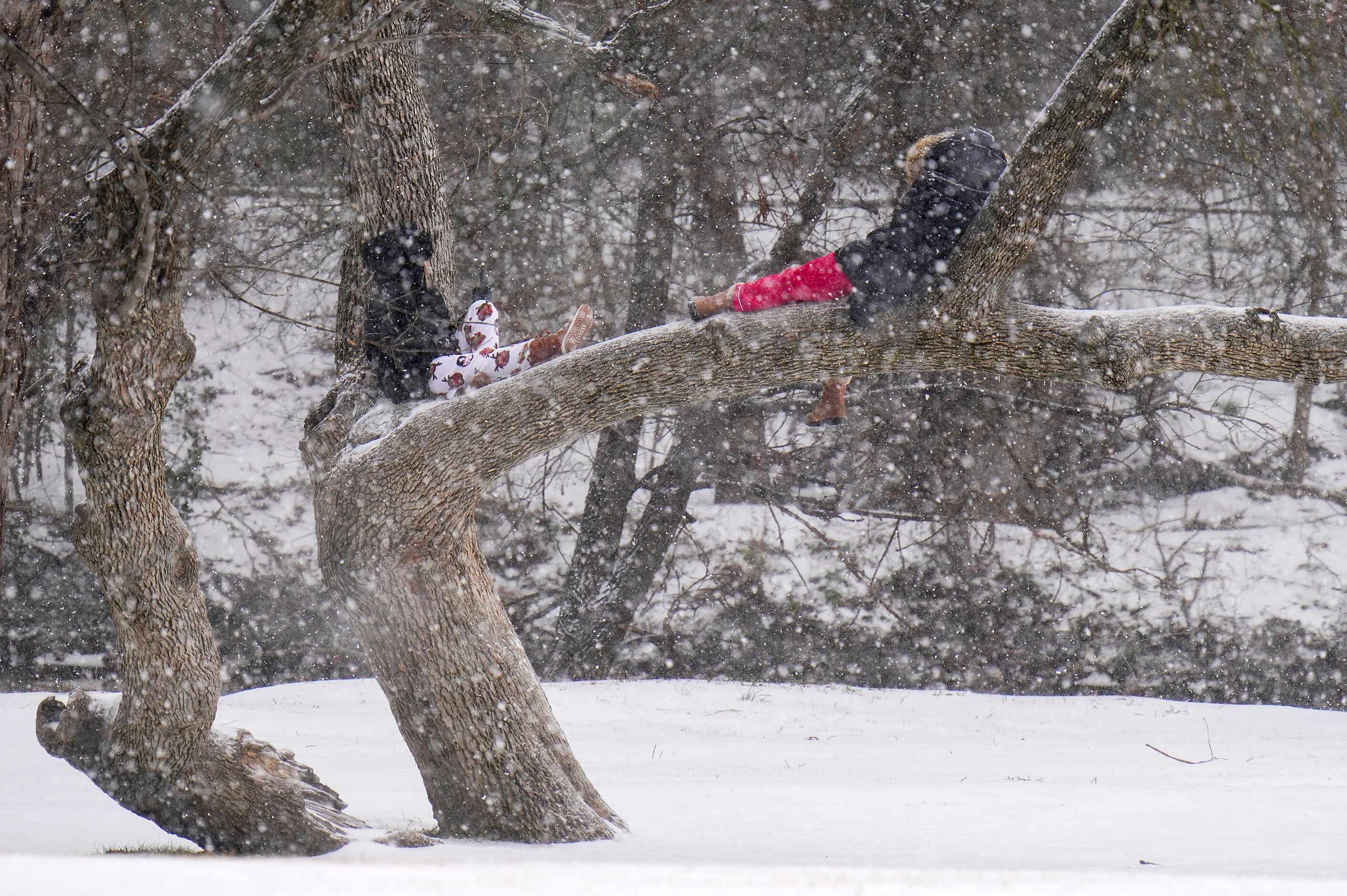 Sisters Roxie (right) and Rachel
Hunter sit in a tree and watch snow fall in Prairie Creek...