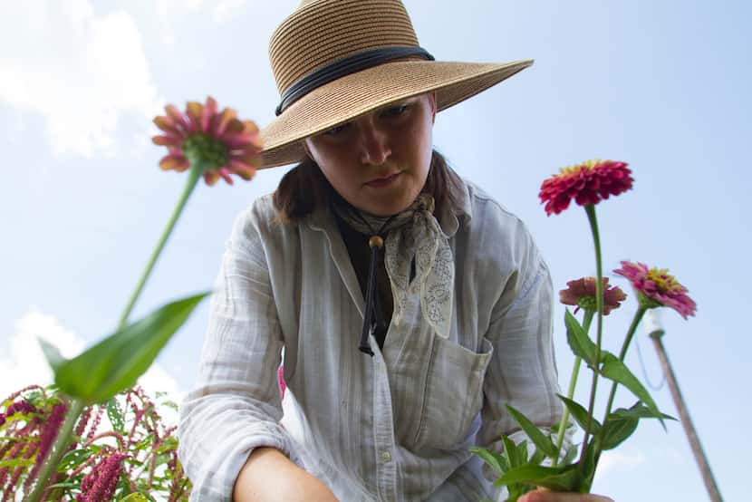 Co-owner Aelish Lascoe tends to zinnias in the field at Tin Cup Farm in Buffalo.