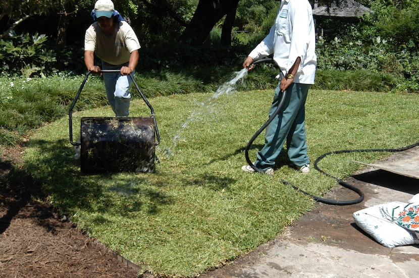 Newly planted sod should be rolled to remove air pockets.