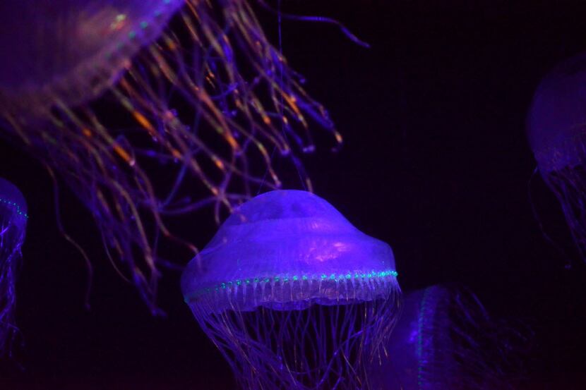 Display jellyfish during the Creatures of Light: Nature's Bioluminescence exhibit at the...