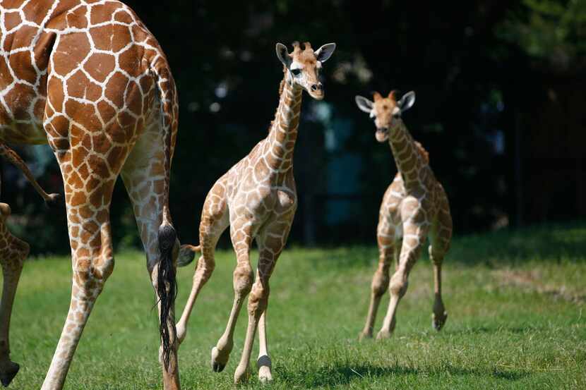 The Fort Worth Zoo's new giraffes, Willie (center) and Waylon (right) played a little game...