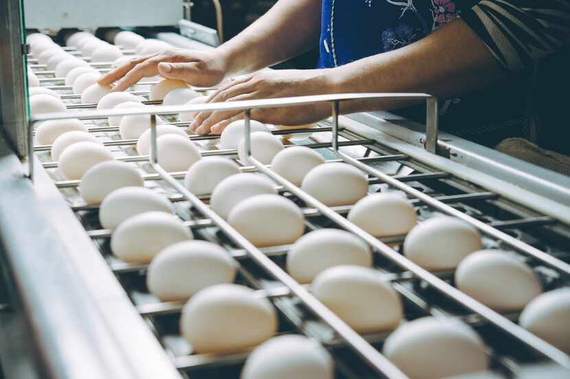 Incluso un pequeño cambio en la producción puede afectar el precio de huevos y pollos en la...