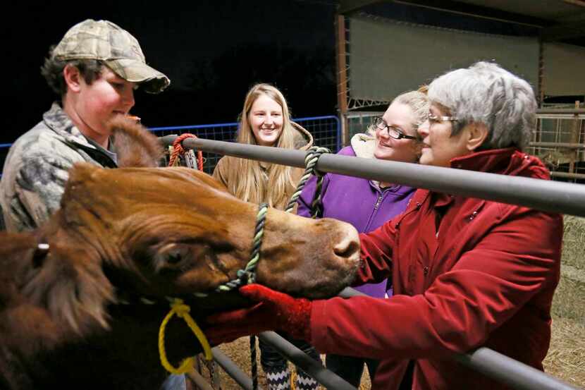 
Christian Purcell (from left), 16, shows his cow to  Morgan,  Mariah’s mother, Lacey...