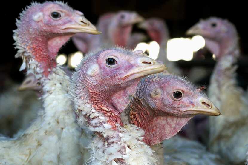 Turkey prices hit a record high this month and are expected to continue to increase, driven...