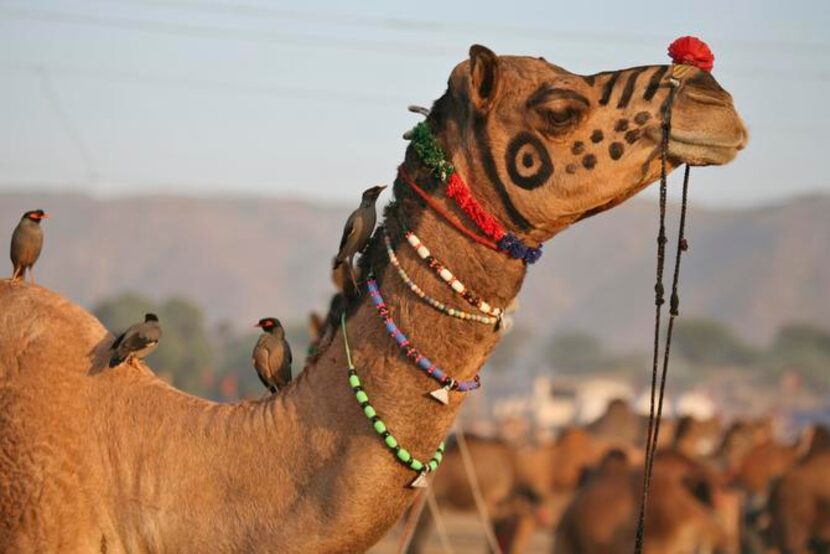 
Take a camel ride through India’s desert dunes on a tour.
