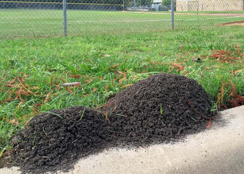 After periods of rain, fire ant mounds can be found in large grass fields, like athletic...