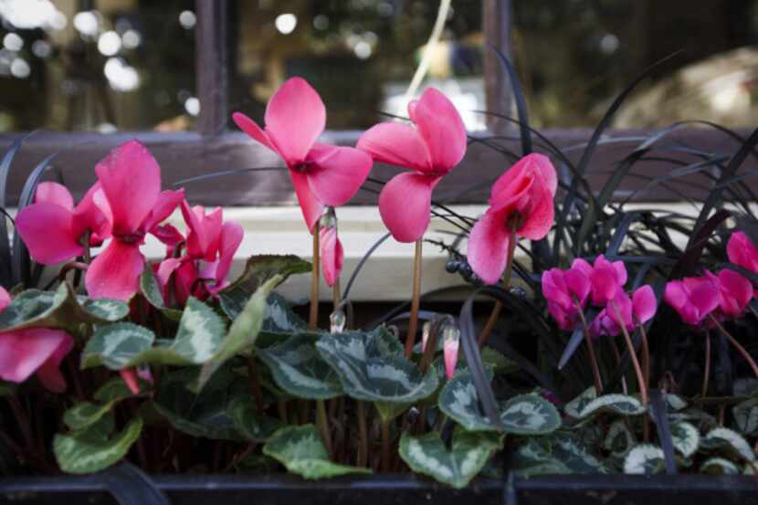 A windowbox planted with long-flowering cyclamen and black mondo brightens the scene inside...