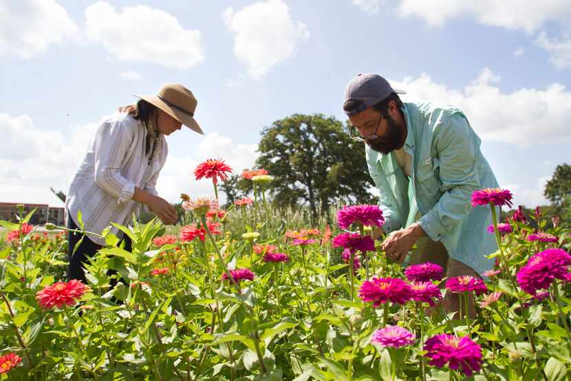 Owners Aelish and David Lascoe tend to zinnias in the field at Tin Cup Farm in Buffalo, Texas.