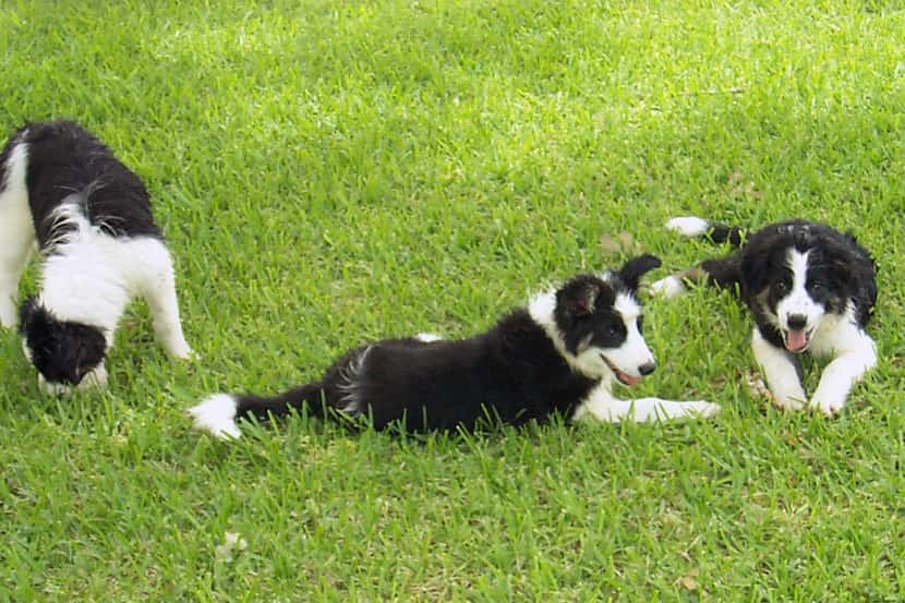 From left: Border collies Samwise, Arwen and Frodo inspired emotion researcher Christine...