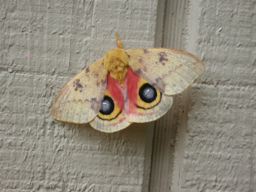 The male io moth has eyespots that resemble owl eyes to scare away predator birds.