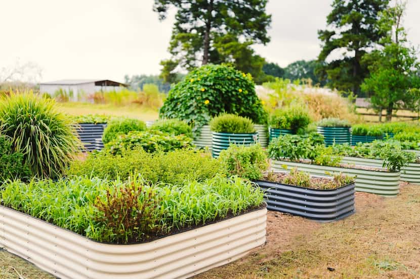 Containers in a garden are full of green, vibrant plants.