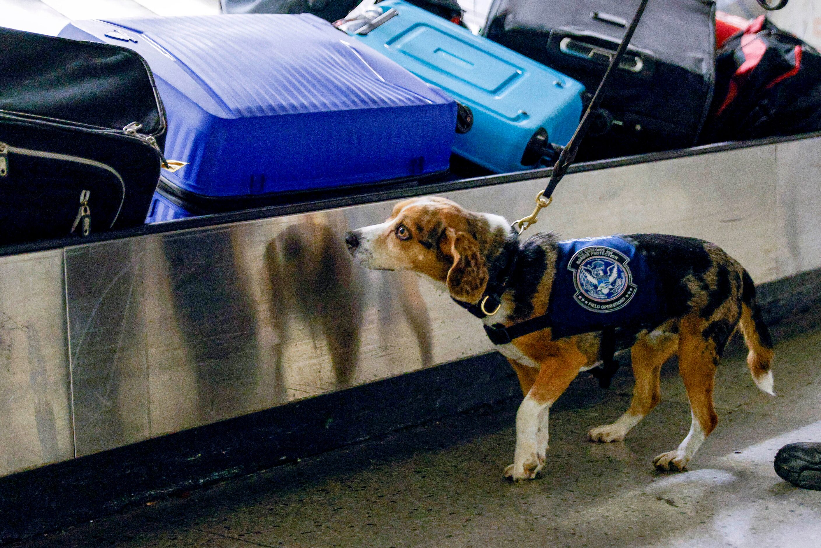 Agriculture detection K-9 Merla, a 4-year-old beagle, screens international luggage inside...