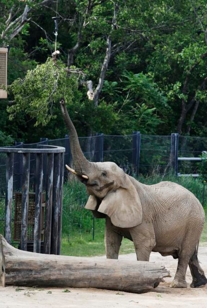 
An elephant reaches for fresh browse.
