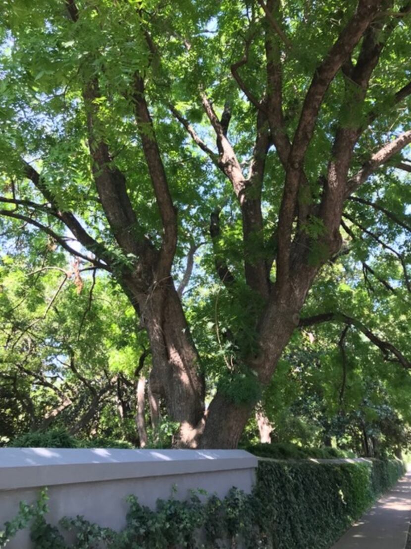 This Chinese pistache tree is located in Dallas along Turtle Creek and Armstrong.