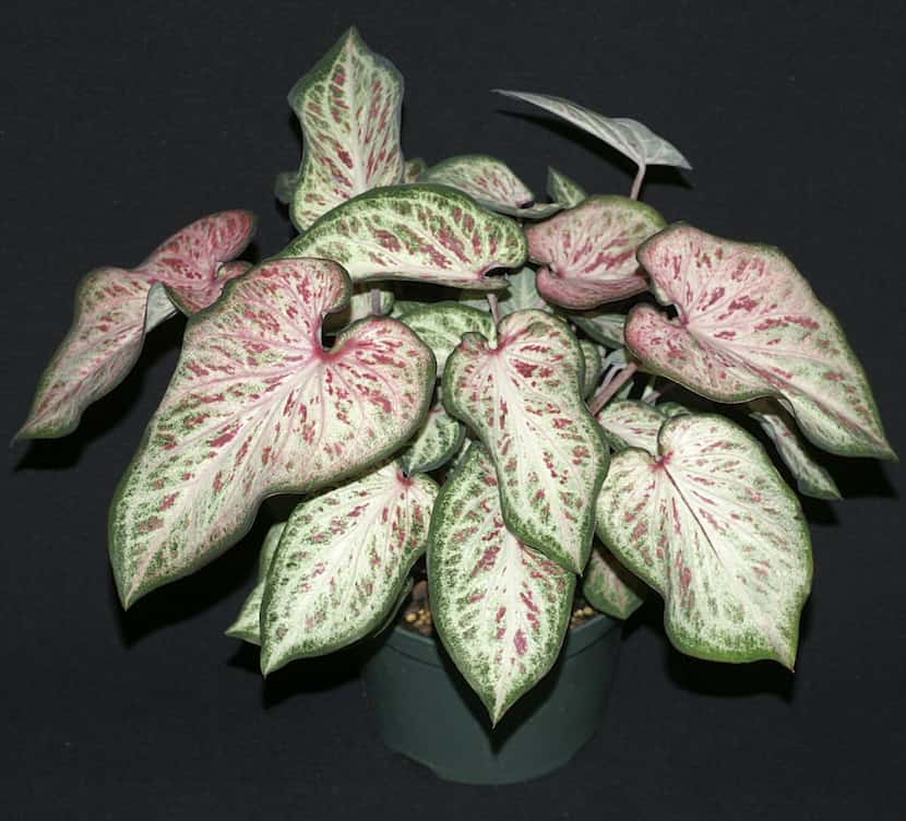 Caladium 'Candyland' introduced by Abbott-Ipco of Dallas 