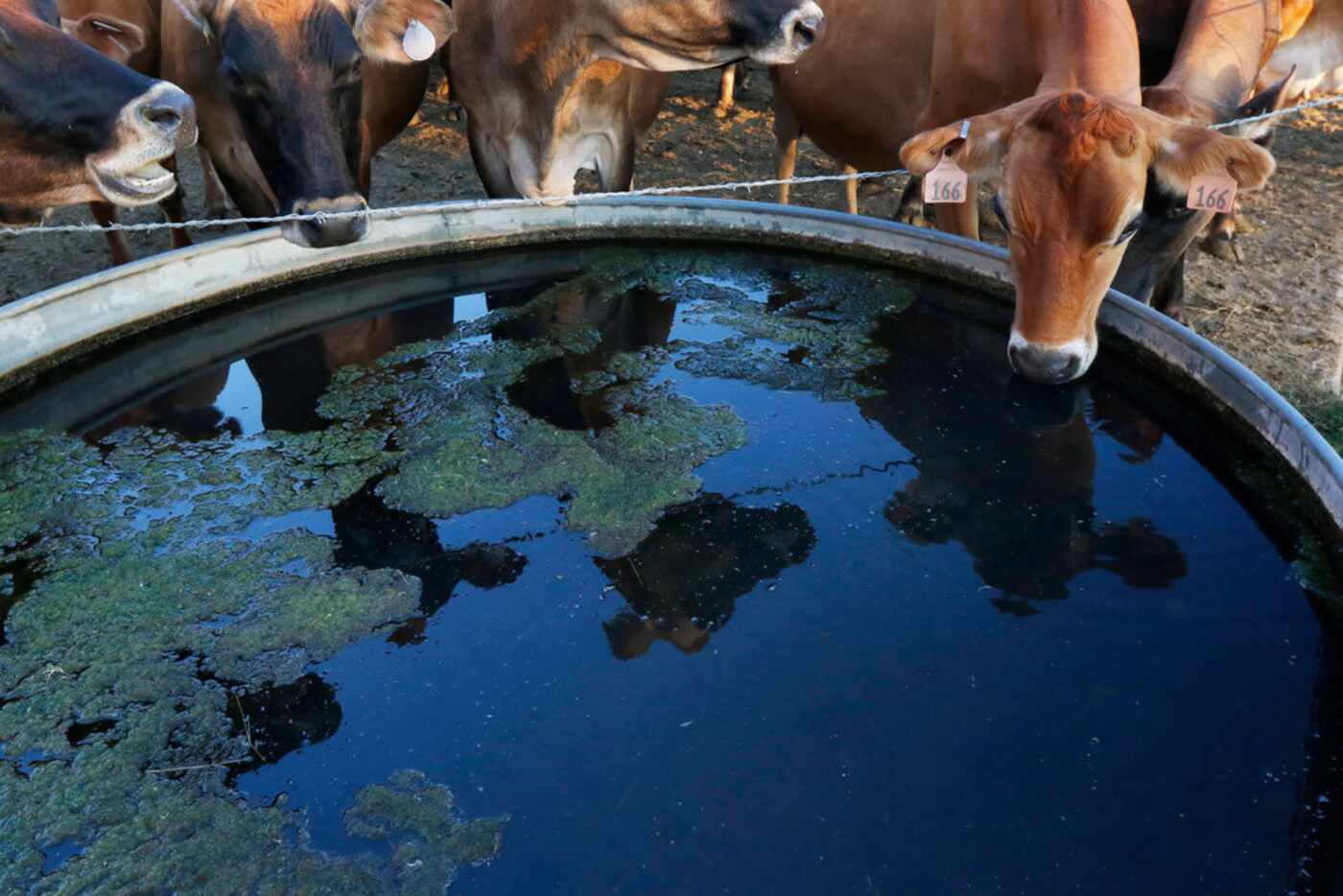 Cows drink water from a trough at K-Bar Dairy in Paradise. 