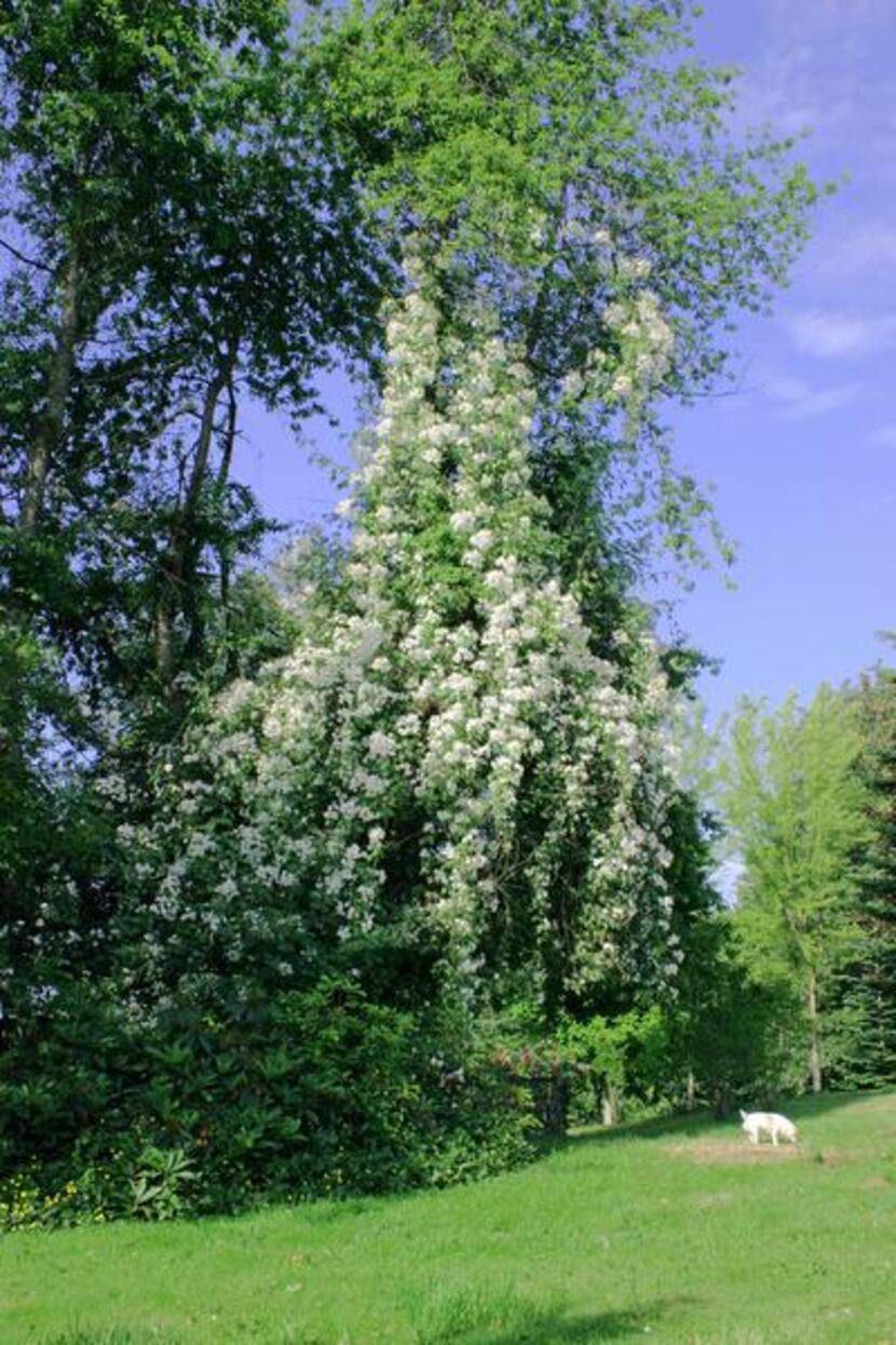 
'Sir Cedric Morris' is a vigorous rambler bearing clusters of small white, single blooms. 
