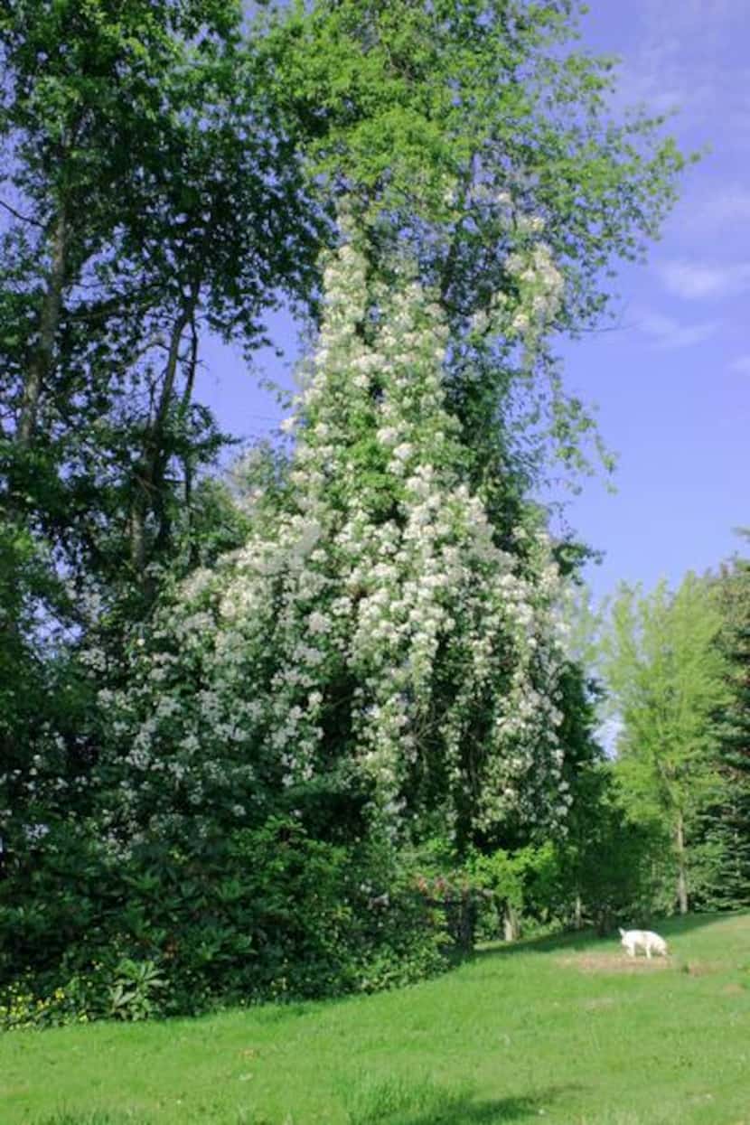 
'Sir Cedric Morris' is a vigorous rambler bearing clusters of small white, single blooms. 
