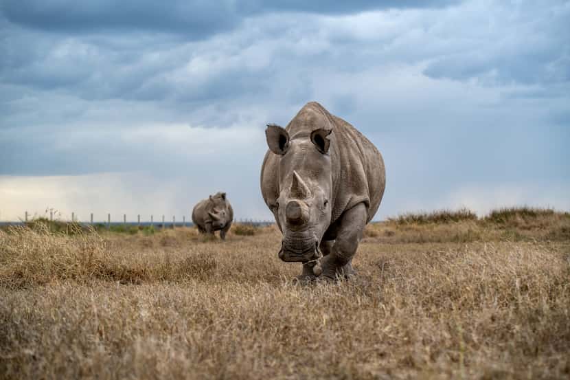 Fatu in front and Najin in back are the last two known northern white rhinos alive on the...