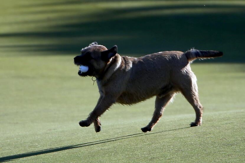 A dog runs off with Paul Casey's ball in his mouth on the 12th green during the second round...