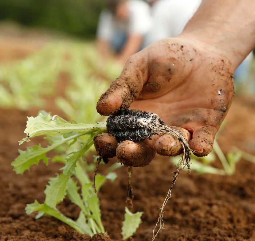 
Planting curly endive at Johnson's Backyard Garden Organic CSA Farm in Denton, Texas...