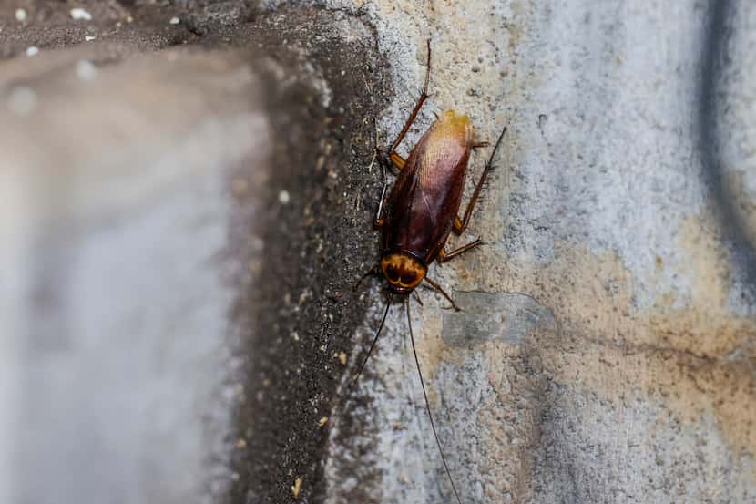 Las cucarachas aparecen más durante el verano