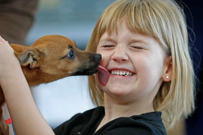 Lacey Diaz (right), 5, gets a lick from rescued dog Lucky, a four-month-old Chihuahua mix,...