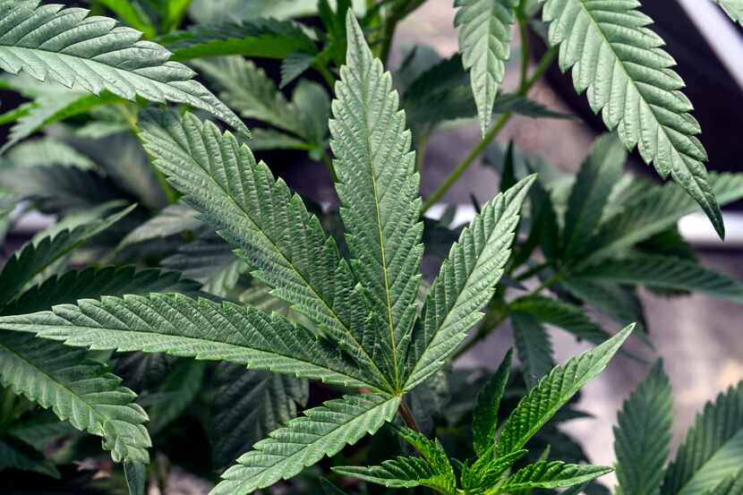 Marijuana plants are seen at a growing facility in Washington County, N.Y.