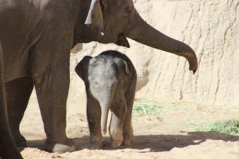 There's a new baby Asian elephant named Jazmine at the ABQ BioPark Zoo in Albuquerque, New...