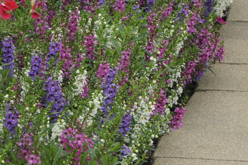 Angelonia Serenita series planted in a landscape. 
