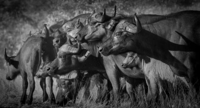 
African cape buffalo, photographed in Kruger National Park, South Africa.
