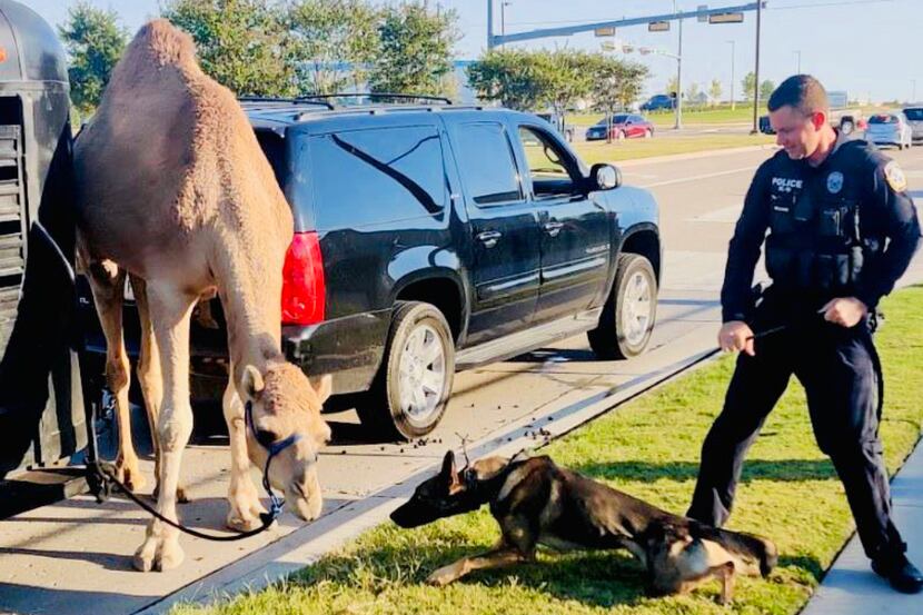 McKinney police officer Brad Williams and his K-9 colleague Jedi responded to a camel (and...