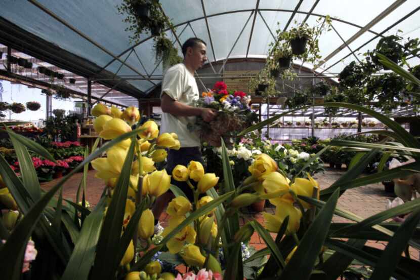 Ruibal's Plants of Texas employee Luis Ramirez carries a basket of Spring mix flowers near...