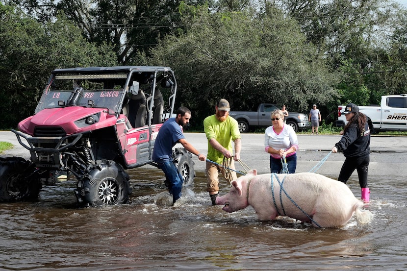 Members of The Farmer's Friend rescue a pig from floodwaters caused by Hurricane Milton...