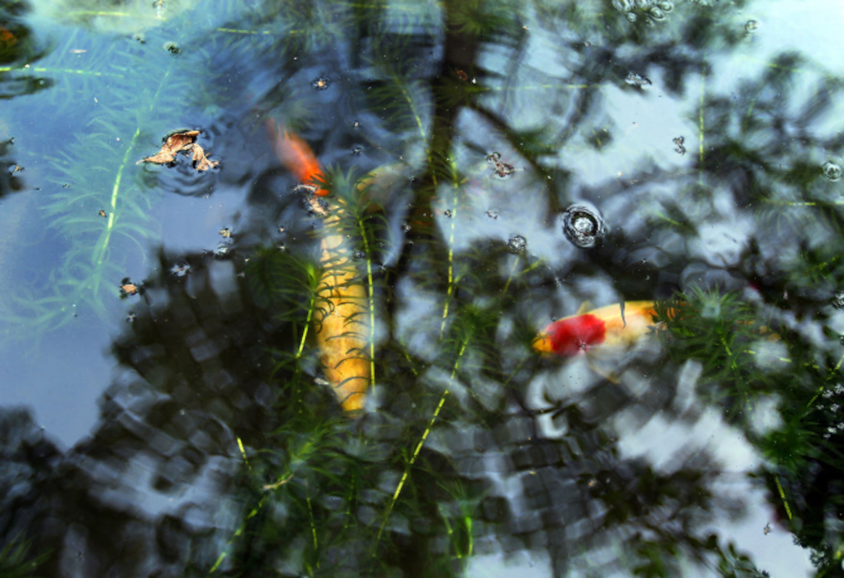 The goldfish pond at the home of Mariana Greene, draws predatory raccoons and egrets.