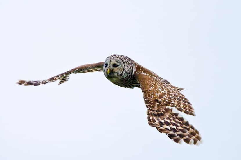 Barred owl in flight, Trinity River Audubon Center, Dallas, Texas, USA. 06232014xARTSLIFE