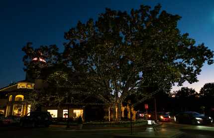 An especially large tree greets guests who enter Highland Park Village from Mockingbird Lane.