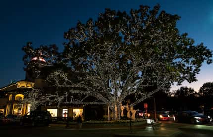 An especially large tree greets guests who enter Highland Park Village from Mockingbird Lane.