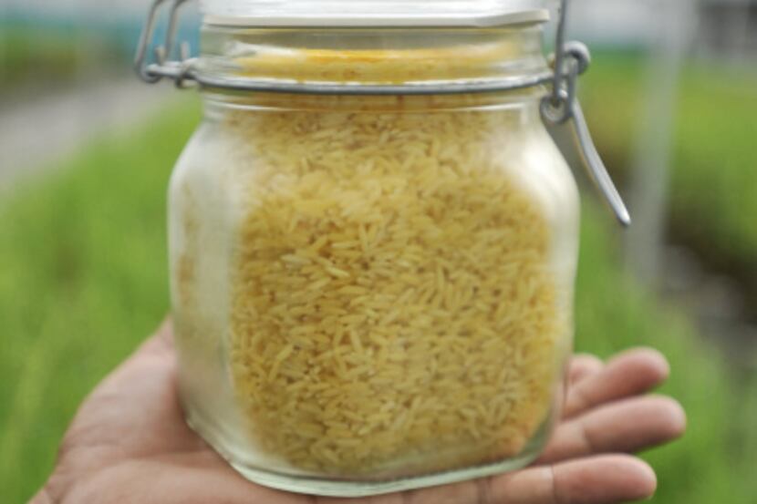 Genetically engineered Golden Rice grown in a facility in Los Banos, Philippines. The...