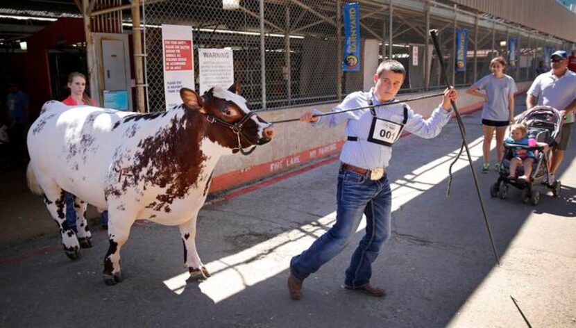 
Buzz, the Grand Champion Steer, was led to auction by Payton Herzog, 13, of Robinson at the...