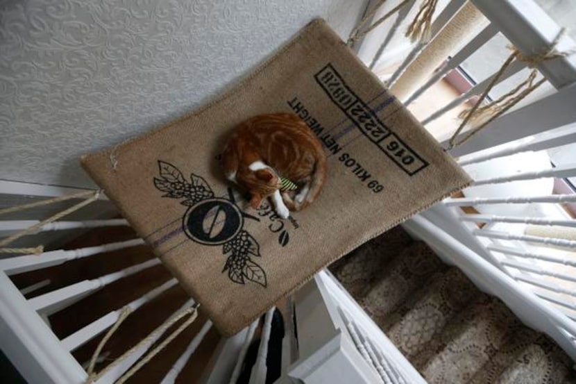 
A cat lies on a hammock in the newly opened Lady Dinah's Cat Emporium in London, Friday,...